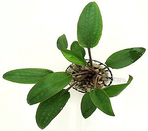 Cryptocoryne Cordata