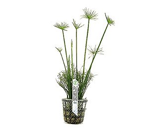 Cyperus papyrus "Nanus"-emergente/lagos