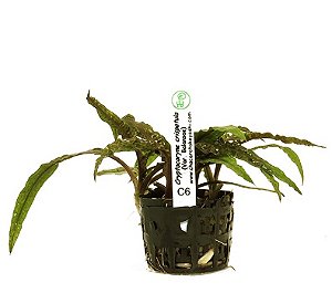 Criptocoryne Crispatula Balansae