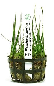 Eleocharis minima