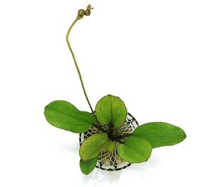 Echinodorus “Kleiner Bar”