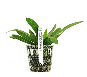 Echinodorus uruguayensis