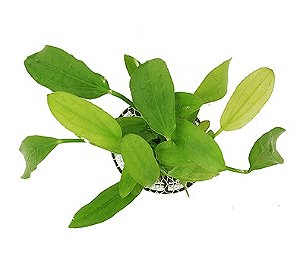 Echinodorus gabrieli (Tricolor)