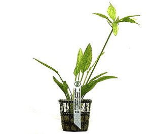 Echinodorus cordifolius (Marble Queen)