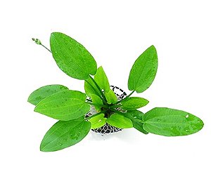 Echinodorus schlueteri (Leopard) (Novo)