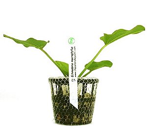 Echinodorus macrophyllus