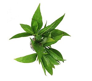 Hygrophila salicifolia