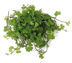 Hydrocotyle tripartita