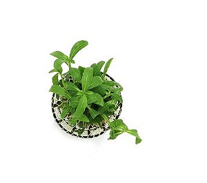 Hygrophila balsamica