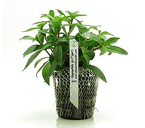 Hygrophila sp. Tiger