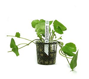 Hydrocotyle leucocephala