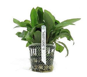 Hygrophila corymbosa