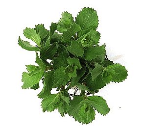 Hygrophila difformis