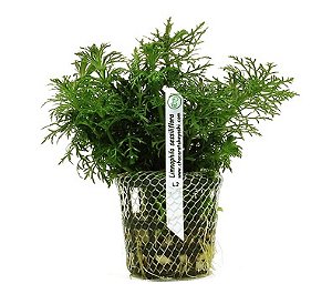 Limnophila sessiliflora (Pinheirinho)