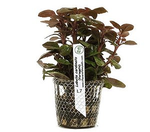 Lobelia cardinalis (Variegata)