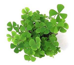 Marsilea quadrifolia (trevo 4 folhas)