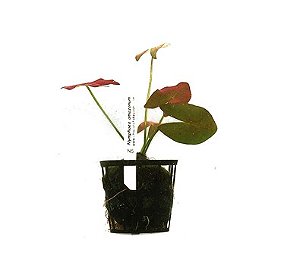 Nymphaea amazonum