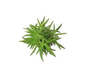 Proserpinaca palustris