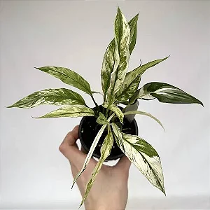 Spatiphilum wallisii (Variegata)