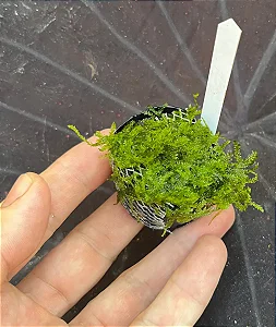 Taxiphyllum sp. (Flame Moss)