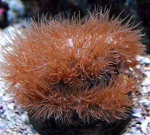 Carpet Brown (PREÇO DA MUDA)