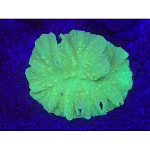 Lettuce Kriptonita (PREÇO DA MUDA)