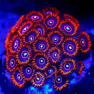 Zoanthus Red Hornet (PREÇO DA MUDA)