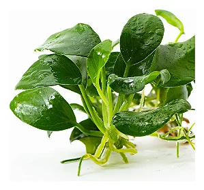 Anubias barteri Nana-Petite