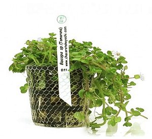 Bacopa sp. (Tamarana)