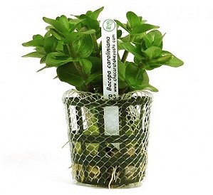 Bacopa Caroliniana