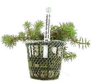 Bacopa myriophylloides