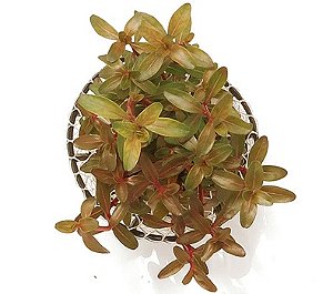 Bacopa sp. (Red)