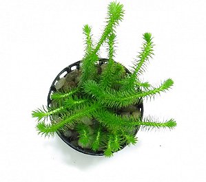 Mayaca fluviatilis