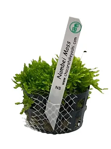 Nambei Moss (vaso)