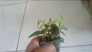 Alternanthera reineckii (Curitiba)