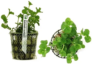Lysimachia Nummularia