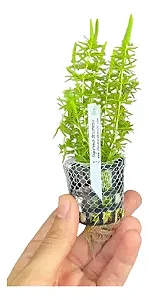 Pogostemon deccanensis