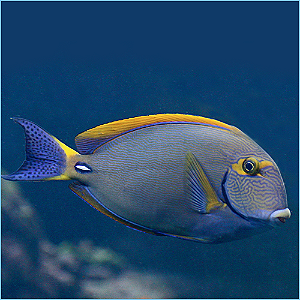 Dsumiery Tang G