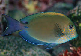 Dusky Surgeonfish