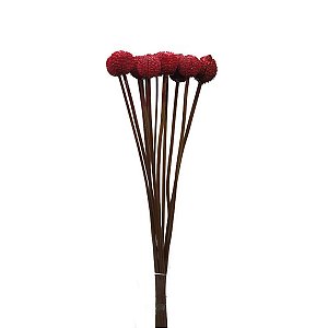 Folhagem Preservada Mutamba Vermelho 50cm