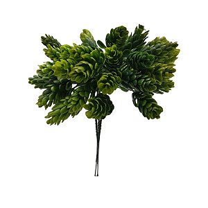 Folhagem Pick Sedum com Print PLT x12 Verde Frosted 20 cm