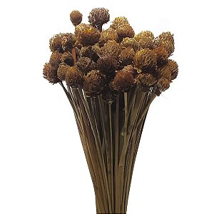 Folhagem Preservada Cabeça Nego 50cm