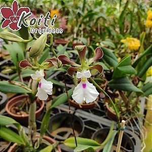 Encyclia Cordigera - Adulta