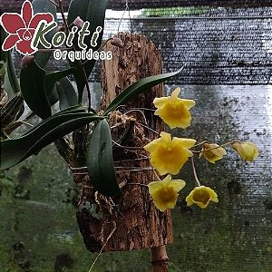 Dendrobium Aggregatum - Pré Adulto