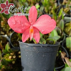 Sophronitis Brevipedunculata - Adulta