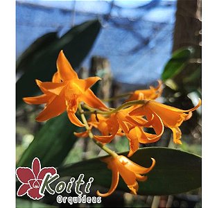 Bifrenaria Aurofulva - Pré adulta