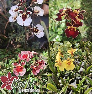 Tolumnia (Oncidium Equitante) Cores Variadas - Adulta