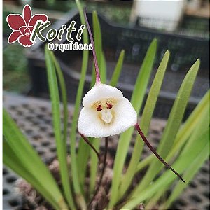 Dracula Lotax - Orquídea cara de macaco - Adulta