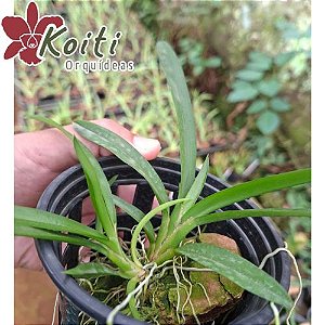 Rodriguezia Venusta - Pré adulta