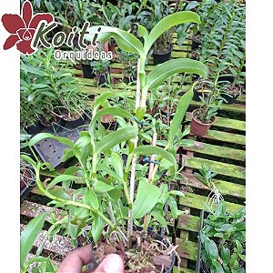 Dendrobium findlayanum - Pré Adulta